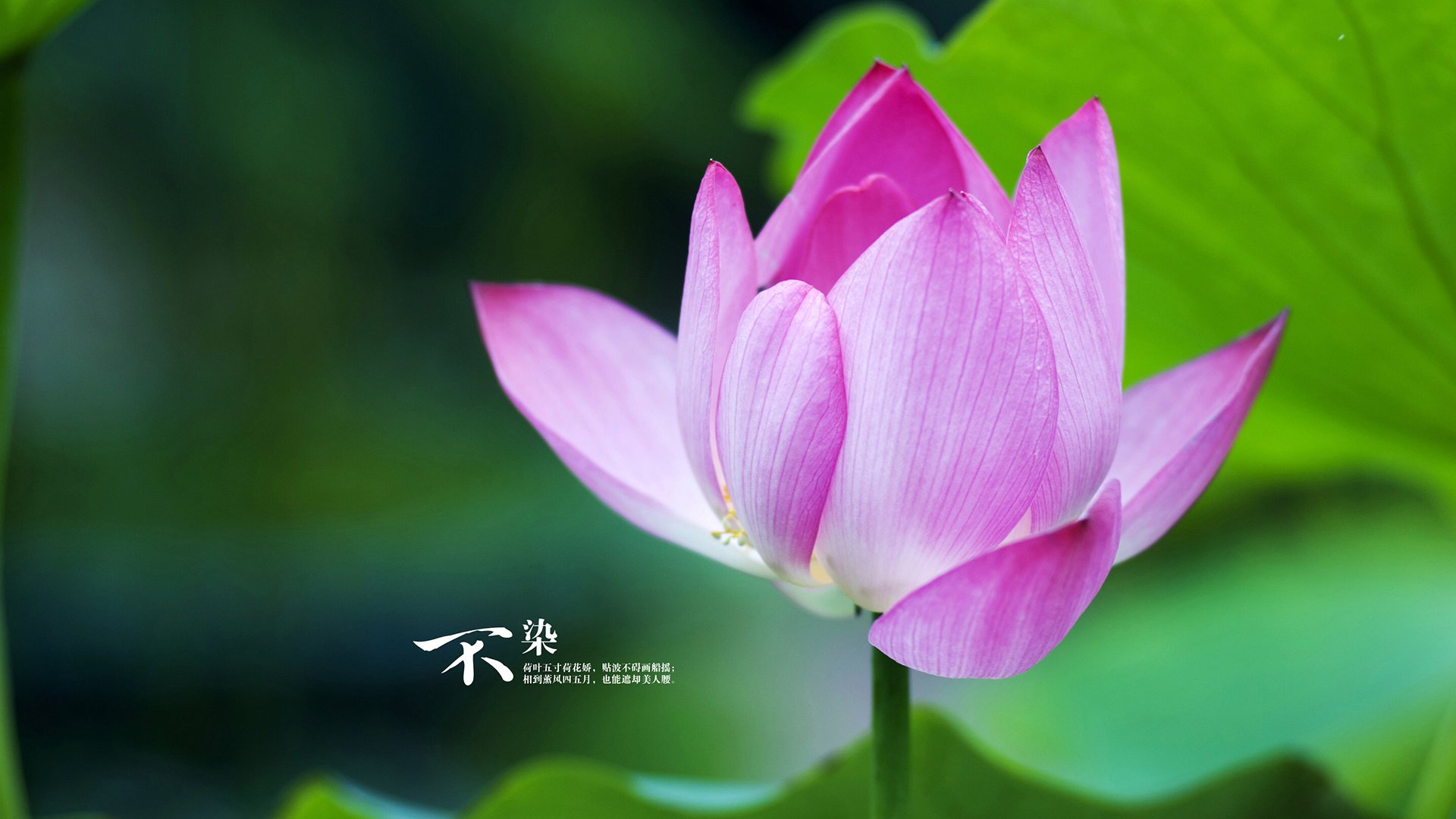 双城记,巴雷拉德甲封神夜,乌克兰足球的险胜启示